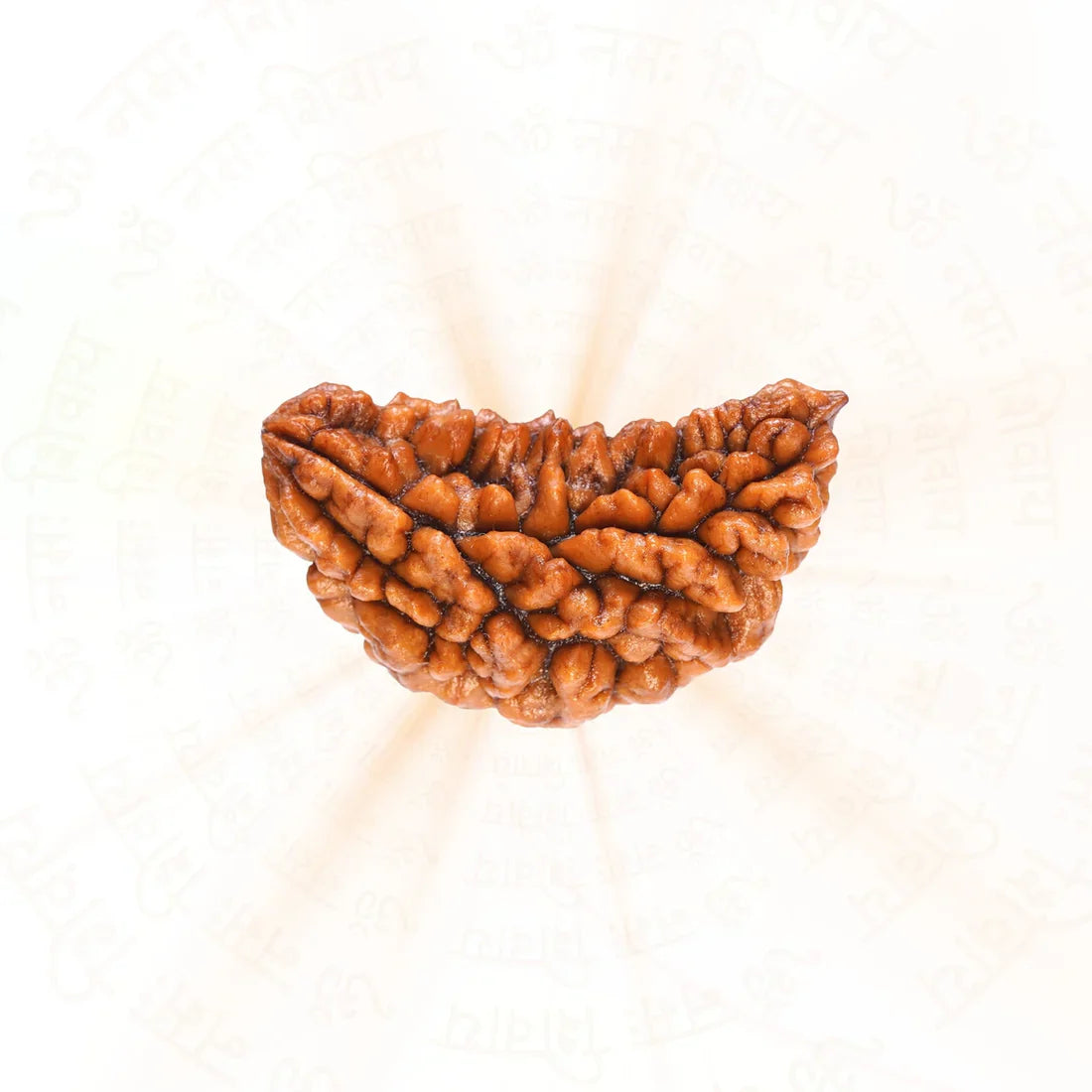 One Face Rudraksha | Ek Mukhi Rudraksha