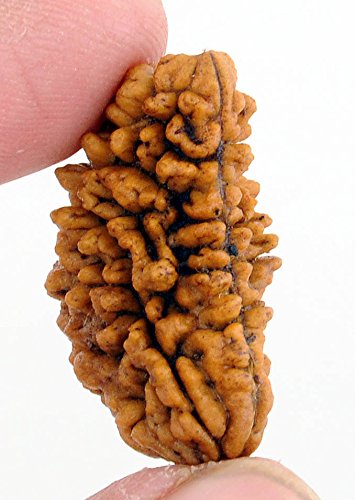 One Face Rudraksha | Ek Mukhi Rudraksha