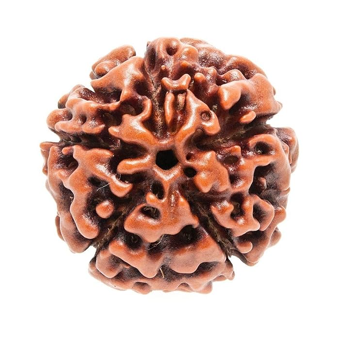 5 Face Rudraksha | Panch Mukhi Rudraksha