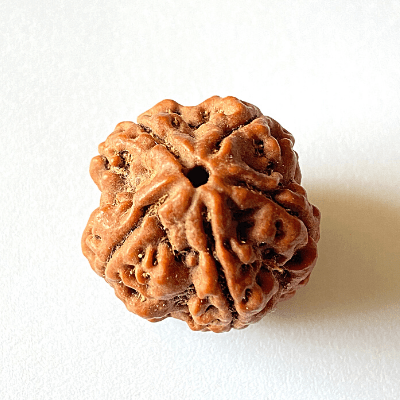 5 Face Rudraksha | Panch Mukhi Rudraksha